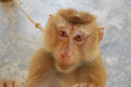 Macaque