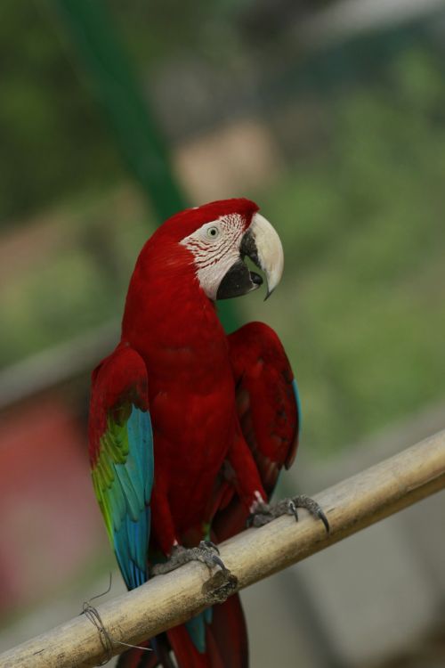 macau macao macaw