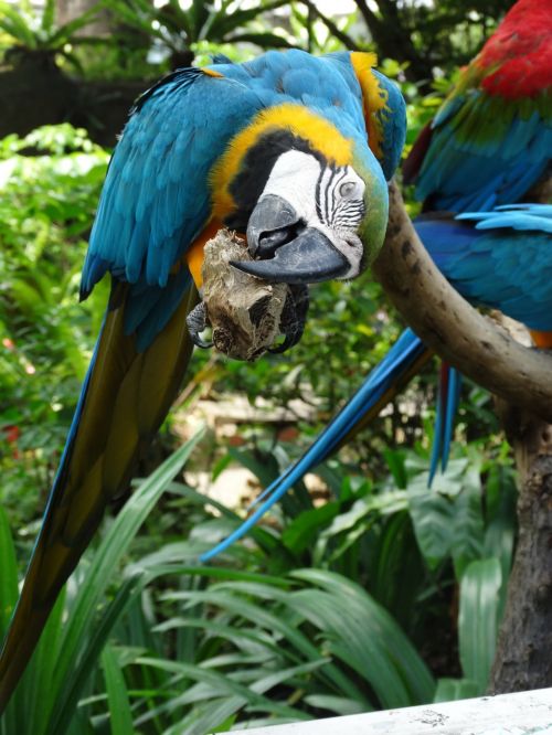 macaw blue bird
