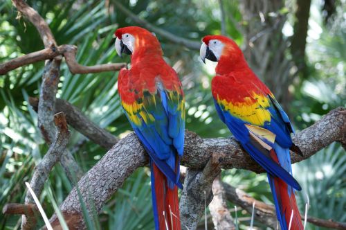 macaw red parrot
