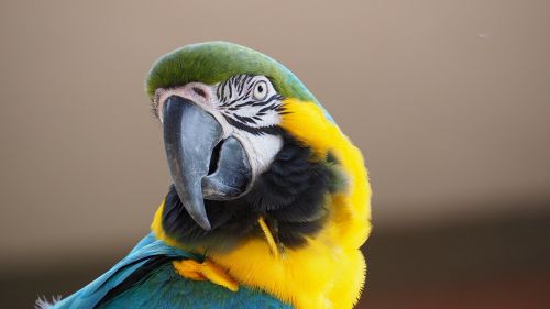 macaw blue yellow