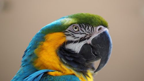 macaw blue yellow