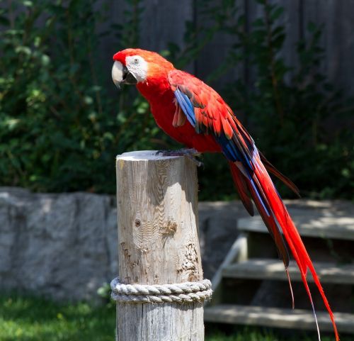 macaw bird parrot