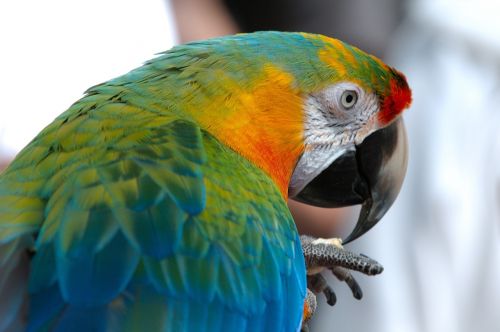 macaw bird parrot