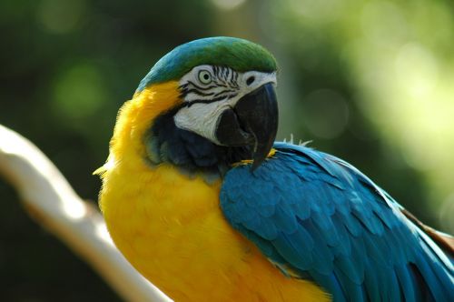 macaw pet avian