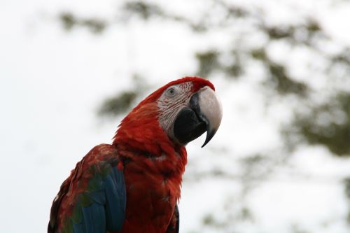 macaw parrot bird