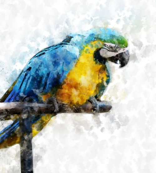macaw bird animal