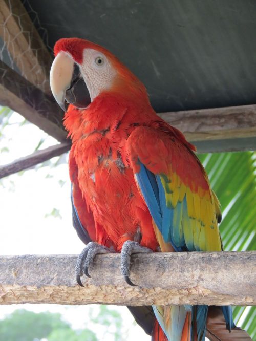 macaw ave animal
