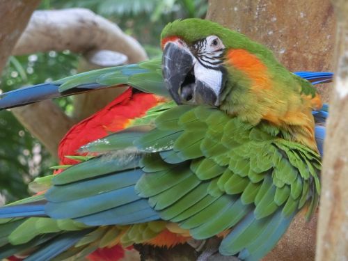 macaw parrot singapore bird park