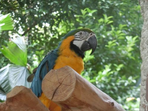 macaw parrot singapore-bird-park