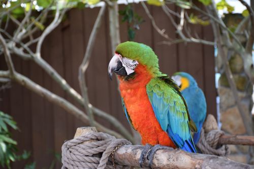 macaw parrot bird