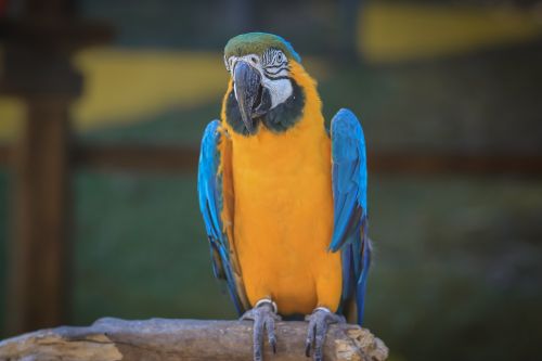 macaw ave bird