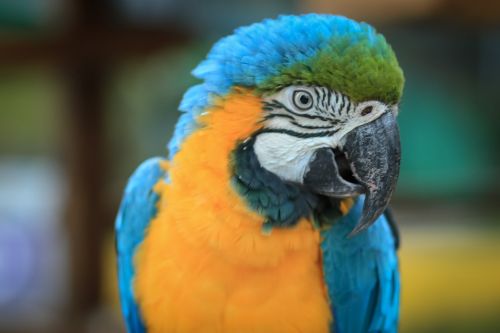 macaw ave bird