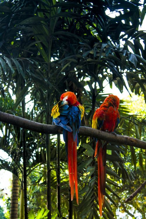 macaw tropical vegetation