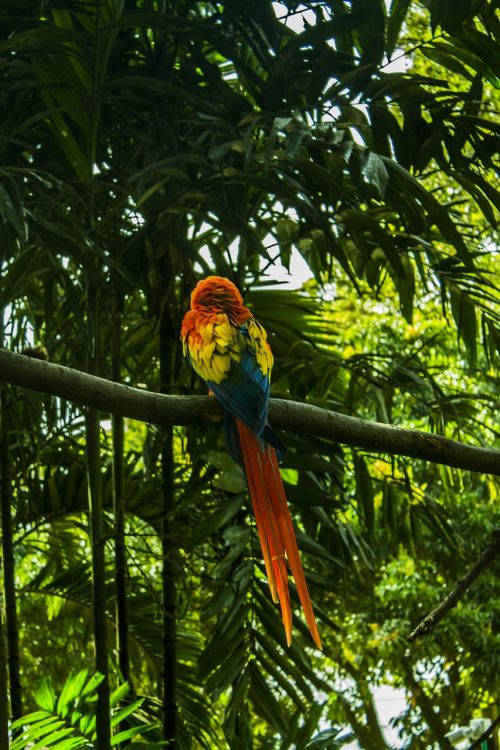 macaw tropical vegetation