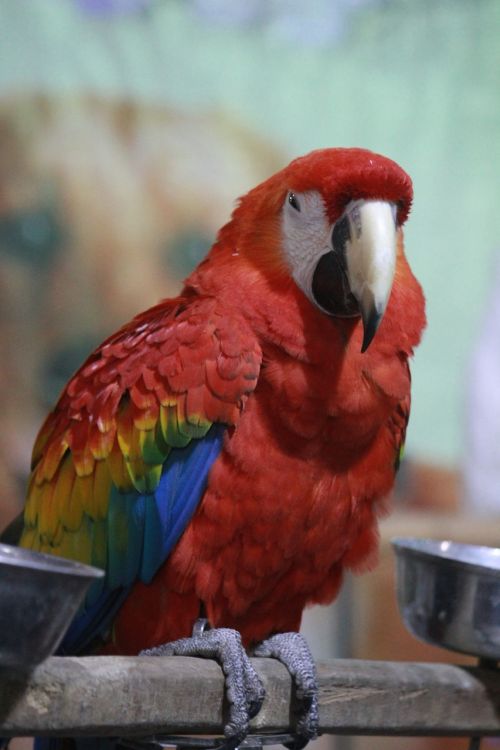 macaw parrot scarlet