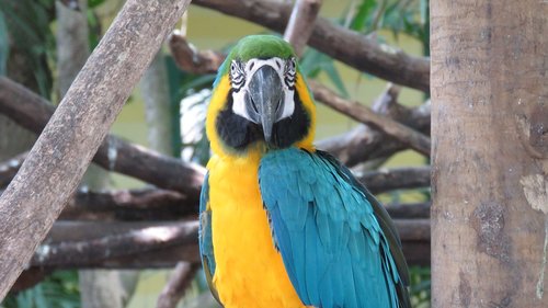 macaw  ave  animals