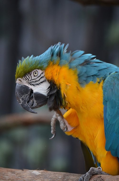 macaw  bird  parrot