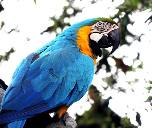 macaw parrot bird