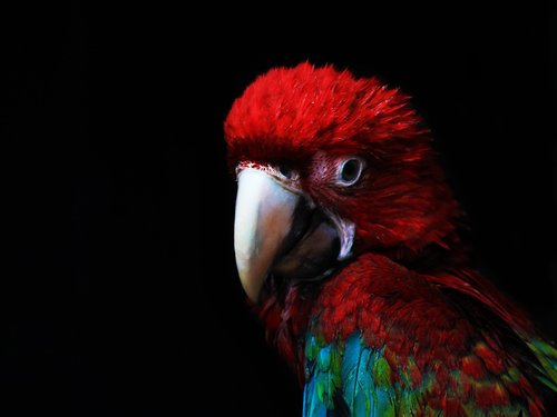 macaw  parrot  pen