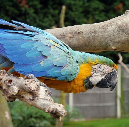 macaw parrot bird