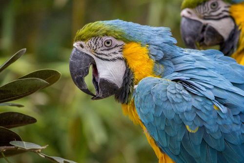 macaw parrot tropical