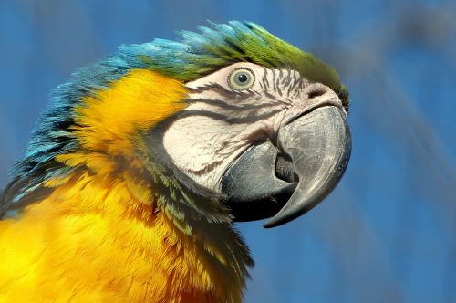 macaw bird beak