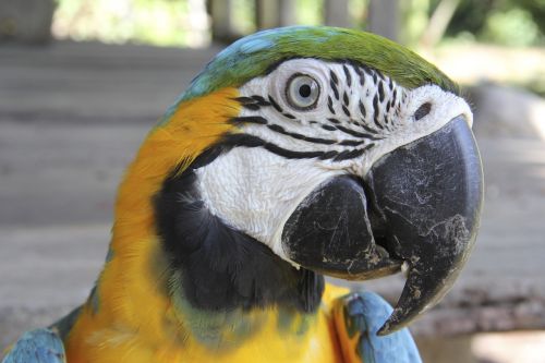 macaw parrot tropical