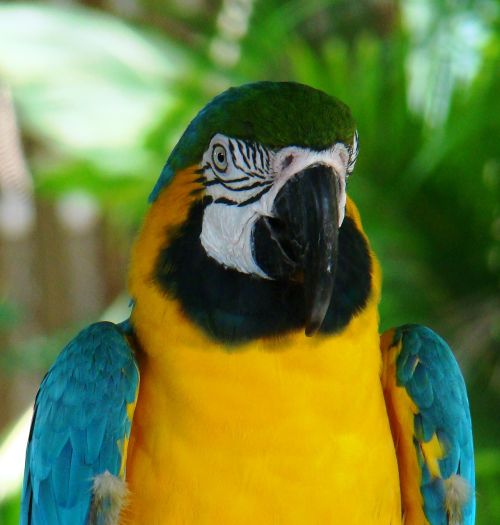 macaw parrot ara