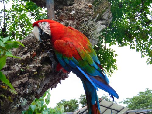 macaw jungle amazon