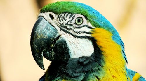 macaw yellow ave