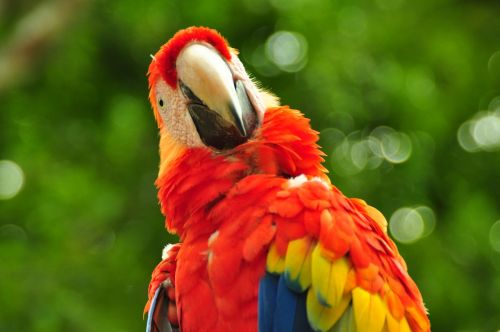 macaw ave birds