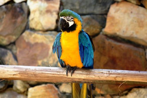 macaw in the natural background of rocks bird colorful