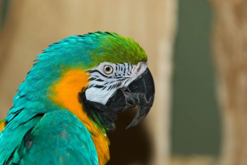 macaw parrot parrot bird