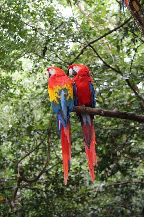 macaws birds parrot