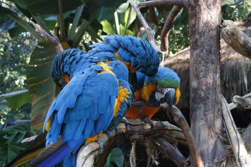 macaws blue triangle