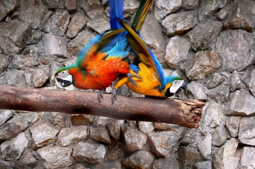 macaws in the natural background birds colorful