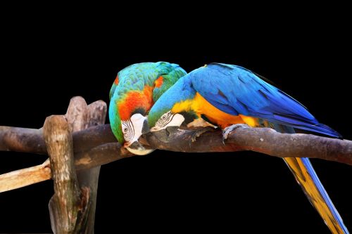 macaws on black background bird colorful