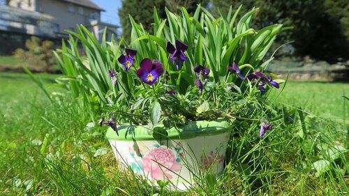 macešsky  grass  spring