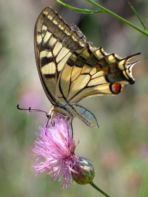 machaon papilio machaon butterfly queen