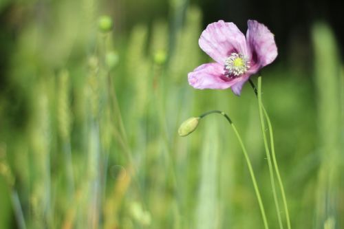 mack flower summer flowers