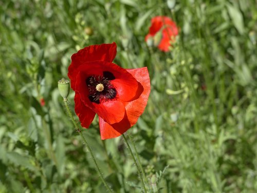 mack  flower  red poppy