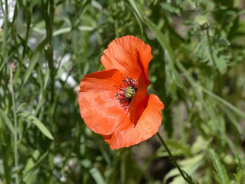 mack  flower  red poppy