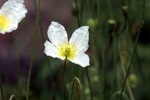 mack  flower  white poppy