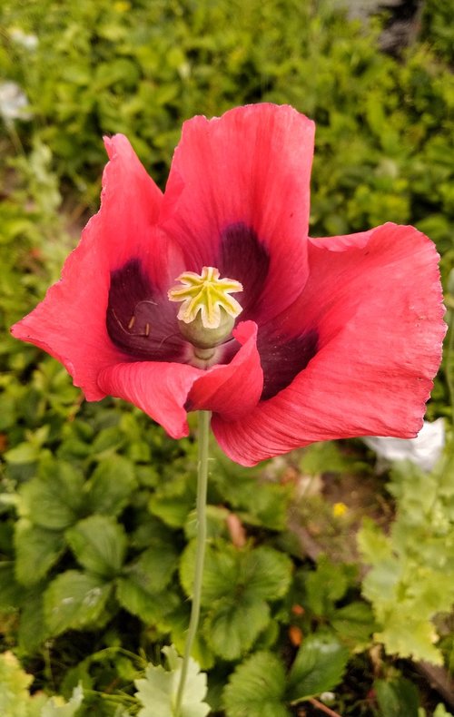 mack  flower  red