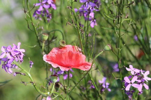 mack  plant  flower