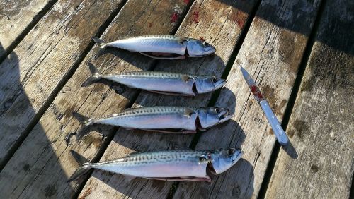 mackerel exempt fish