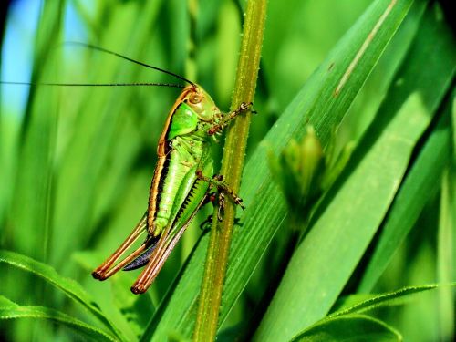 macro grasshopper insect