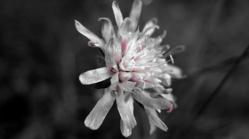 macro flower black and white