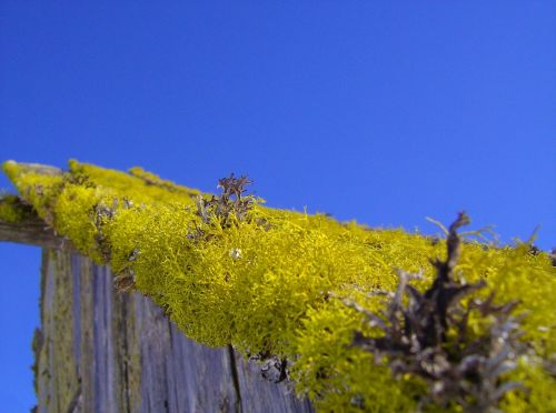 macro nature moss